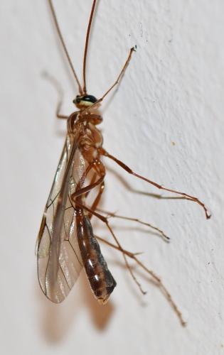 Ophion variegatus